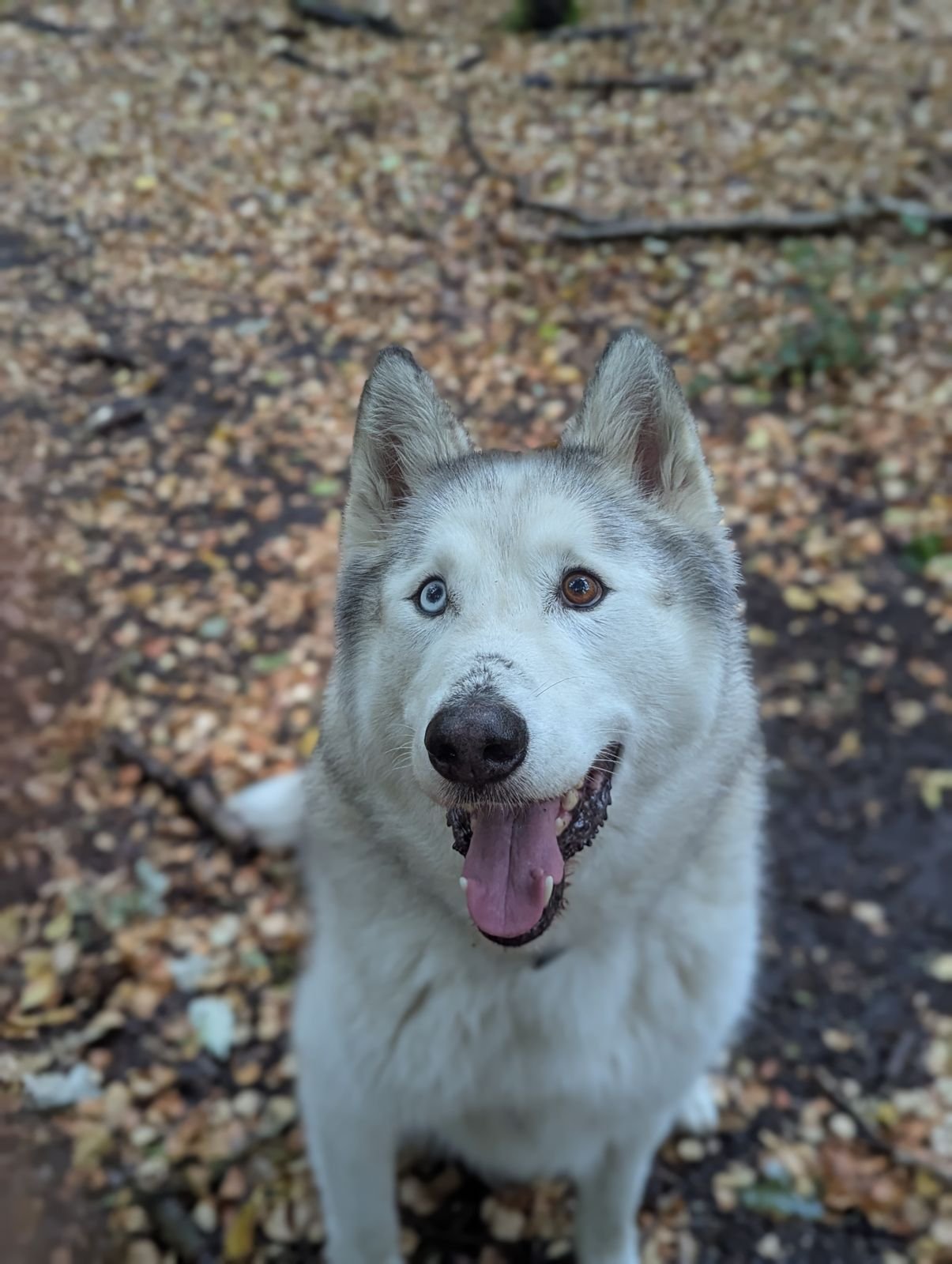 Cosmo, a Malamute husky with one blue eye and one brown eye, on an autumn woodland path