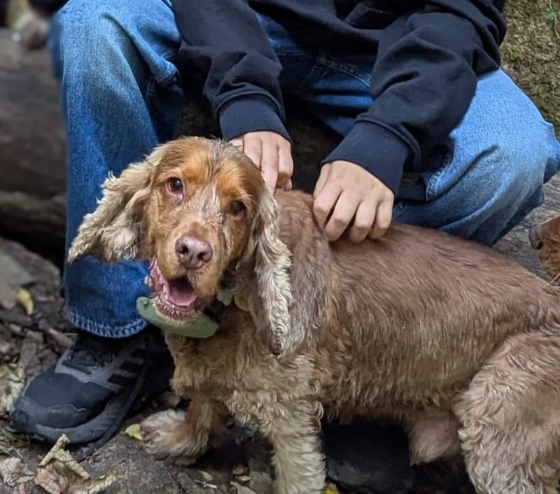 Wrufo, a golden cocker spaniel, being stroked on a woodland walk